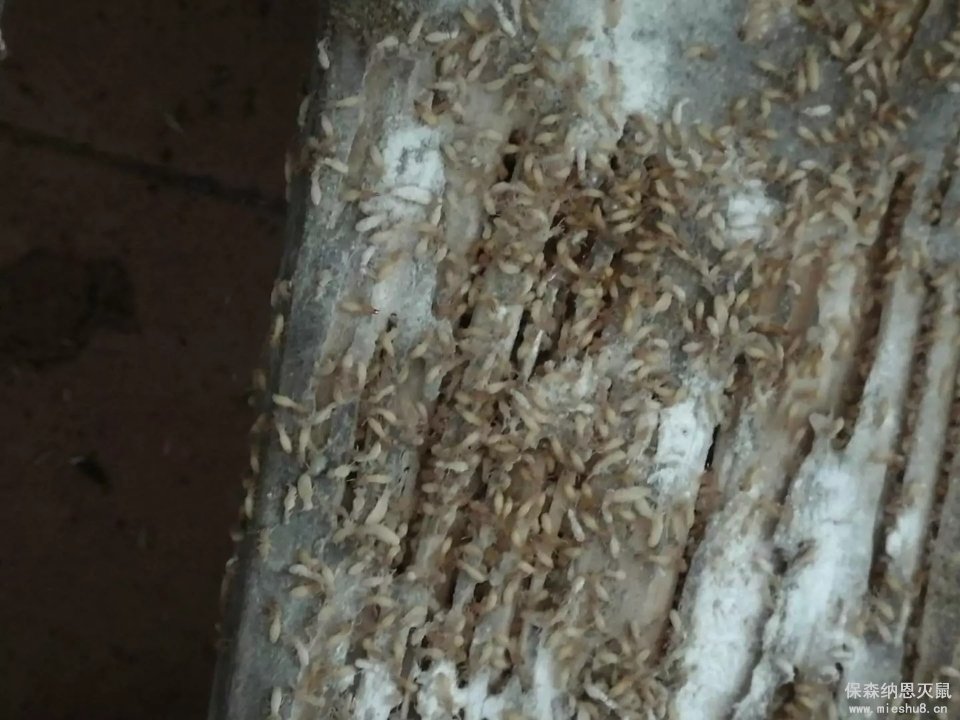 你以为你家里没有白蚁吗
